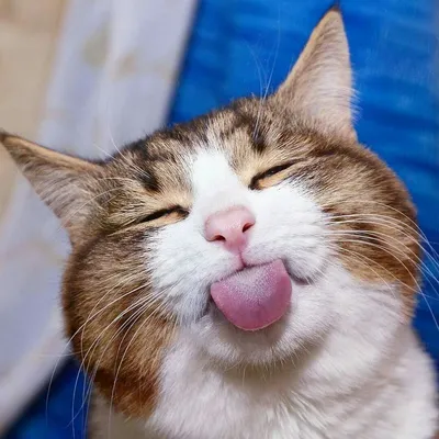 Пр колы с котами #смешныеживотные #смешныевидео #смех #funny #коты | Cats  Funny Video | TikTok