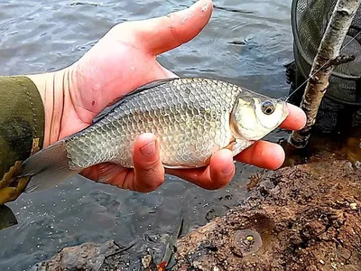 Рыбалка на карася - База отдыха Чуварлейская долина озер