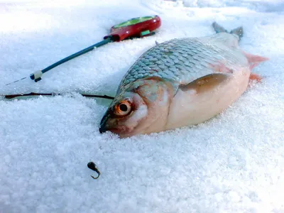 Рыбалка в Швеции: все, что вам надо знать