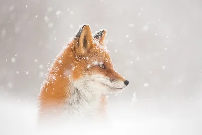 А снег идет…. Photographer Denis Budkov