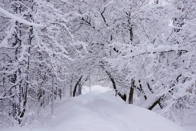 30 января в Казахстан придет снег, местами ожидается дождь - dixinews.kz