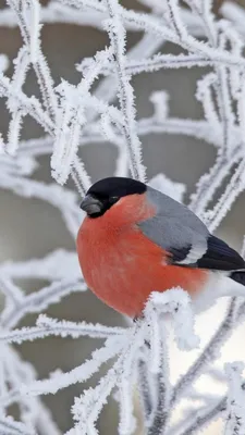 Снегири на снегу...\" - Владимир Пименов - ЛенсАрт.ру | Снегирь, Животные,  Птицы