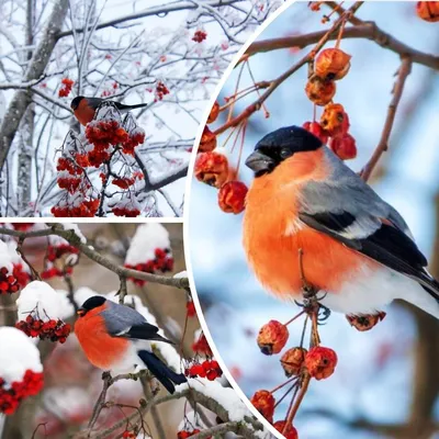 Снегири с ягодами рябины и еловыми ветвями бесшовный узор зимний фон с  птицами | Премиум векторы