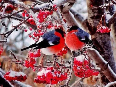 Картинки зима, природа, белки, птицы мира, синицы, снегири - обои  1920x1080, картинка №163779