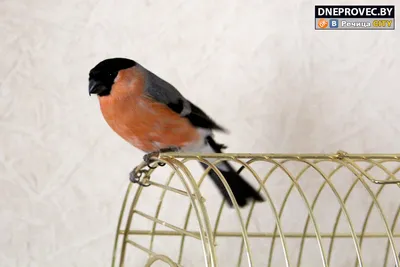 Как нарисовать СНЕГИРЯ рисуем птичек красками - YouTube