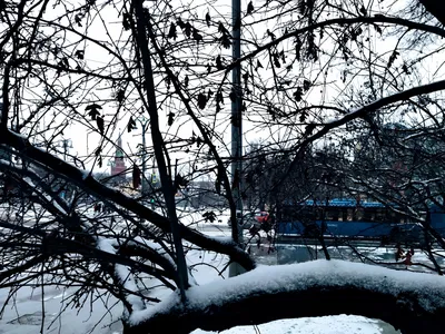 Снежная весна в \"Аптекарском огороде\" – Москва 24, 28.03.2017