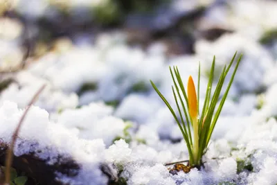 Холодная снежная весна стоковое изображение. изображение насчитывающей  природа - 90754709