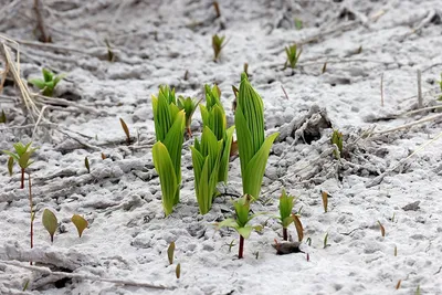 File:Левитан Весна. Последний снег.jpg - Wikimedia Commons