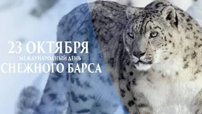 Международный день снежного барса — vddgb.ru