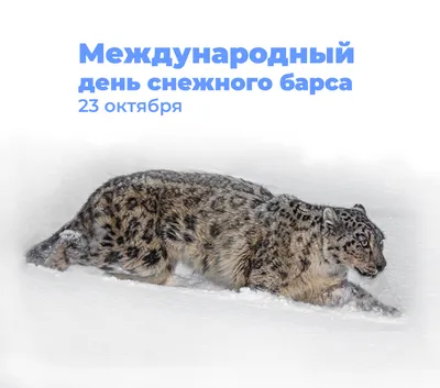 В Красноярском крае откроют Центр снежного барса