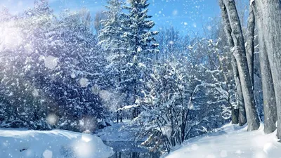 Скачать 1920x1080 новый год, рождество, елки, лес, открытка, снег, ночь,  праздник обои, картинки full hd, hdtv, fhd, 1080p