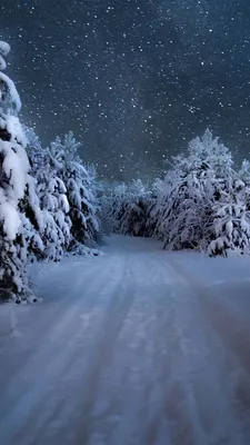 Скачать обои Снежный лес на рабочий стол из раздела картинок Зима