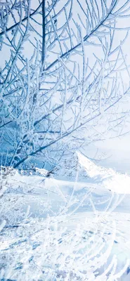 Обои Зима, деревья, густой снег, снежный 640x1136 iPhone 5/5S/5C/SE  Изображение