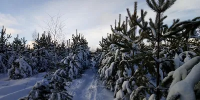 Метель, +5° и снежные переметы. Синоптики рассказали о погоде в Башкирии на  конец ноября - Новости - Уфа - UTV