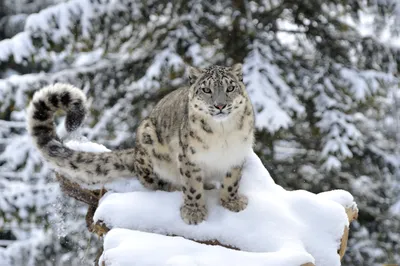Скачать обои хищник, снежный барс, ирбис, снежный леопард, predator  разрешение 1600x1200 #86662