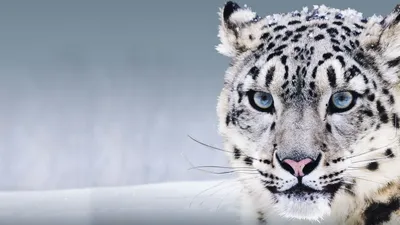 Обои Снежный барс, Ирбис, Китай, голубые глаза, снег, Snow Leopard, China,  blue eyes, snow, Животные #8257