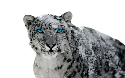 Скачать обои и картинки кошка, снежный барс, голубые глаза, взгляд, снег  для рабочего стола в разрешении 2048x2732