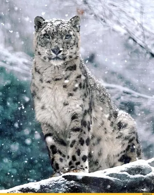 Фотообои на стену Снежный барс на отдыхе - Кошки - Львы Тигры Леопарды