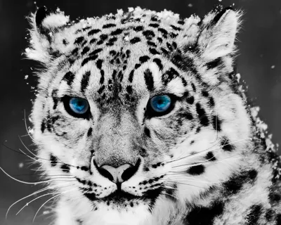 Обои Леопард, снежный Барс, кошачьих, живая природа, бакенбарды на телефон  Android, 1080x1920 картинки и фото бесплатно