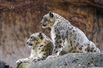 Snow Leopard Wallpapers APK for Android Download