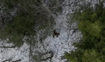 Снежный человек\" существует? Дрон заснял пугающие кадры в лесу - KP.RU