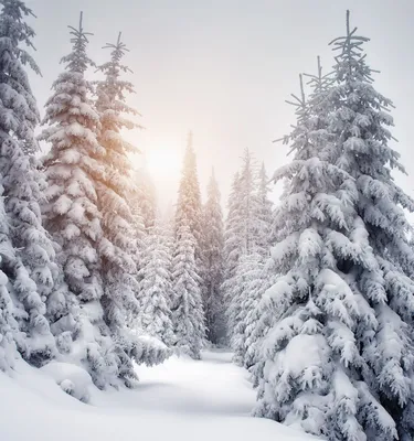 Снежный лес рисунок - 65 фото