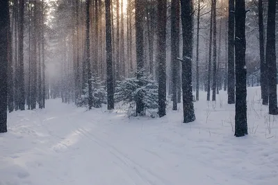 Снежный лес. Фотограф Евгений Толкачёв