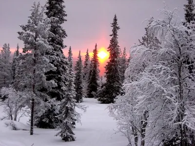 Снежный зимний лес на закате Стоковое Фото - изображение насчитывающей  парк, красивейшее: 233176024