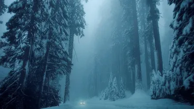 Фотография Снежный лес №155751 - «Зимняя сказка» (18.02.2024 - 15:50)