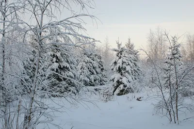 Стихотворение «Снежный лес», поэт Суворова Юлия