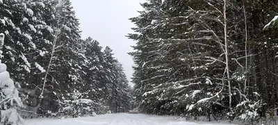 Снежный лес картинки - 57 фото