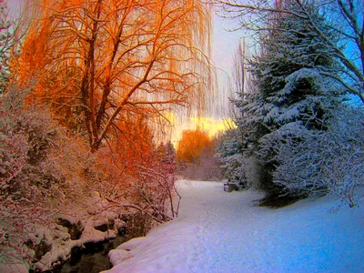 Фотография Уютный снежный лес. из раздела пейзаж #6420094 - фото.сайт -  sight.photo