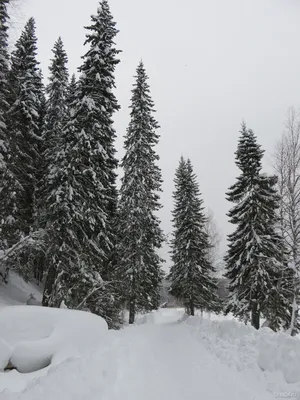 снежный лес покрытый деревьями и камнями, холодный снег холодный, Hd  фотография фото, зима фон картинки и Фото для бесплатной загрузки