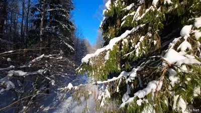 Снежный лес. Фотограф Соколова Елена