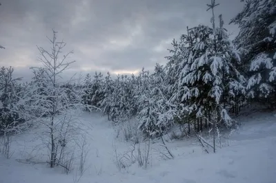 Фотография Люблю снежный лес! Фотографии Ухты