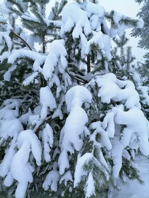 Белоснежный снежный лес, голубое небо…» — создано в Шедевруме