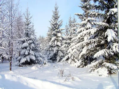 Зимой Красивый Снежный Лес И Солнце На Закате — стоковые фотографии и  другие картинки Без людей - Без людей, Белый, Время года - iStock