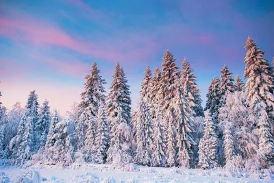 снежный лес обои: 37 тыс изображений найдено в Яндекс.Картинках | Winter  snow wallpaper, Winter scenes, Winter wallpaper desktop