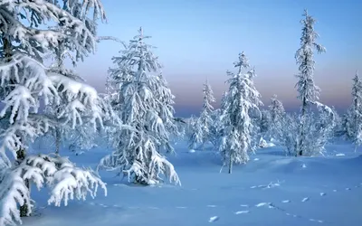 Красивый снежный лес под Обнинском. Видео | Информационный каталог Обнинска  и его окрестностей
