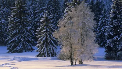 Зимний лес, деревья на снегу, фото природы, морозное утро | Премиум Фото