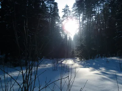 3d зимняя страна чудес впечатляющий снежный пейзаж, снежный лес, зимний лес,  зимняя природа фон картинки и Фото для бесплатной загрузки
