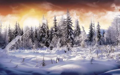 Снежный лес» картина Коваленко Ольги (бумага, акварель) — купить на  ArtNow.ru