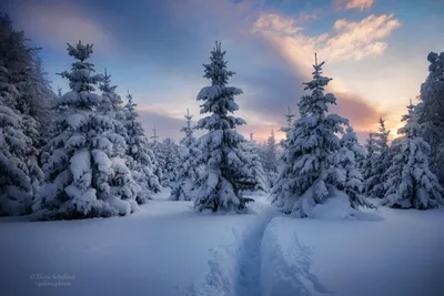 Снежный лес. Photographer Sokolova Elena