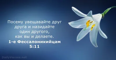 126 Библейские стихи о жизни - DailyVerses.net