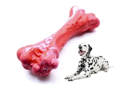 Собачья кость Изображения – скачать бесплатно на Freepik