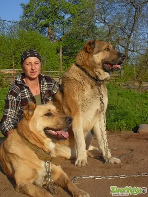 собака овчарки из центральной азии Стоковое Фото - изображение  насчитывающей ангстрома, центрально: 218493626