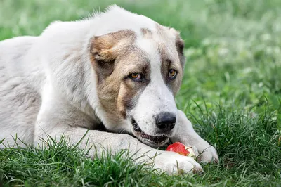 Центральные азиатские места щенка собаки чабана Стоковое Изображение -  изображение насчитывающей азиатские, киргизия: 58814639