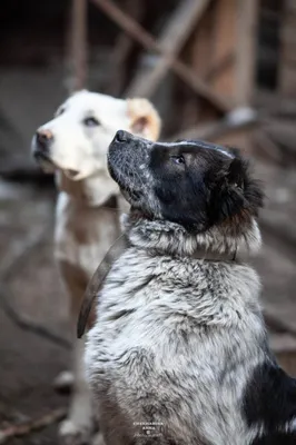 собака овчарки из центральной азии Стоковое Изображение - изображение  насчитывающей зеленый, глаза: 218493659
