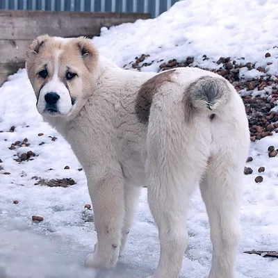 Азиат инфо. Собаки Шамбалы | Rivne