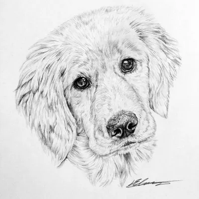 Рисунки собак для срисовки (80 фото)